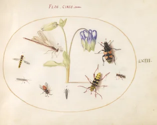 Tafel 63: Eine Libelle, ein gefleckter Langhornkäfer, ein Totengräberkäfer und andere Insekten mit einer blau-weißen Akelei
