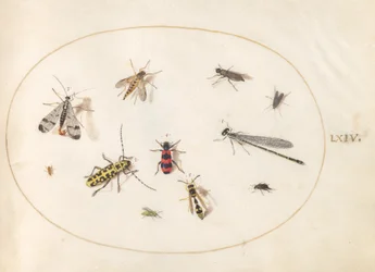 Tafel 64: Elf Insekten, darunter eine Libelle und ein Langhornkäfer