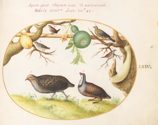 Tafel 64: Zwei Rebhühner, ein Zaunkönig und andere Vögel