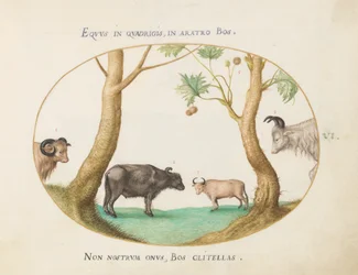 Teller 6: Verschiedene Ochsen mit einem Widder und einem Wasserbüffel(?) bei einer Platane