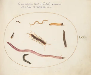 Teller 70: Wurm, Tausendfüßler, Hundertfüßler und andere lange Kreaturen