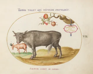 Tafel 7: Ein Stier und ein gehörntes Tier