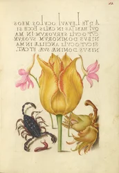 Raketenrittersporn, Tulpe, Skorpion, Tausendfüßler und Europäische Haselnuss