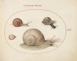 Schnecke, ca. 1575-80