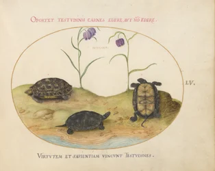 Schildkröte, ca. 1575-80
