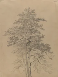 Baumstudie