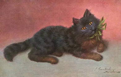 Katzenpostkarte