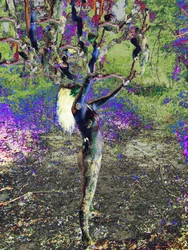 Blauer Baum