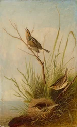 Spitzschwanzammer, 1831-1833.