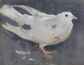 Die Taube