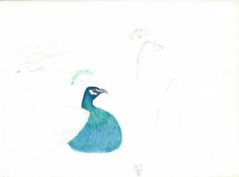 Nach rechts blickender Pfau, 14.VI.1900, 1900