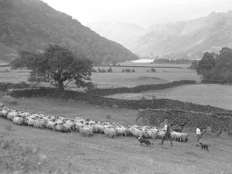 Ein Bauer, ein Junge und zwei Hunde treiben eine Schafherde durch ein Feld, See und Hügel im Hintergrund
