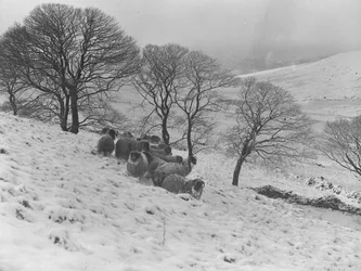 Schafe drängen sich im starken Winterschnee in den Hügeln