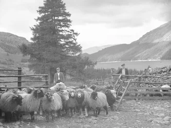 Zwei Schäfer mit einer Schafherde und Thirlmere dahinter