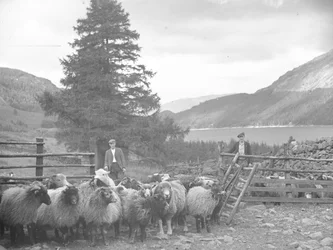 Zwei Schäfer mit einer Schafherde und Thirlmere dahinter