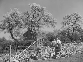 Mauerer arbeiten an Trockenmauer
