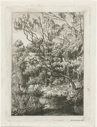 Waldansicht