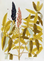 Blatt-Sumach oder Sizilianischer Sumach (Rhus coriaria) von Joseph Jacob von Plenck (1735-1807), aus Icones plantarum medicinalium, Wien