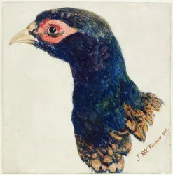 Fasan, das Farnley Buch der Vögel, ca. 1816