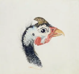 Perlhuhn, aus dem Farnley-Buch der Vögel, ca. 1816