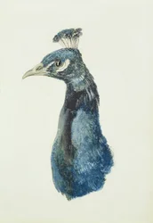 Pfau, aus The Farnley Book of Birds, um 1816