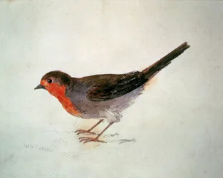 Rotkehlchen, aus dem Farnley-Buch der Vögel, ca. 1816