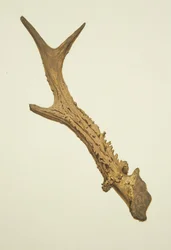 Horn ausgegraben im Kirchhof von St Ewen