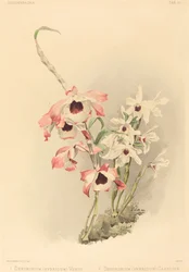 Dendrobium Hybridium Venus und Dendrobium Hybridium Cassiope
