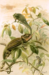 Chamäleons
