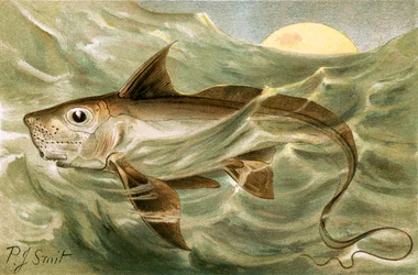 Chimäre