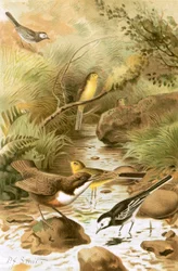 Wasseramsel, Bachstelze und Schafstelze