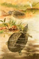 Weiche Flussschildkröten