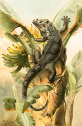 Die schwarze Leguan