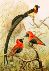 Webervögel