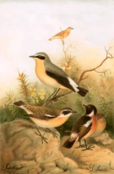Wiesenpieper, Schwarzkehlchen und Braunkehlchen