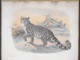 Felis uncia, Schneeleopard, aus 