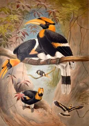 Konkaver Hornvogel, 1861