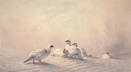 Schneehuhn, Winter, 1873