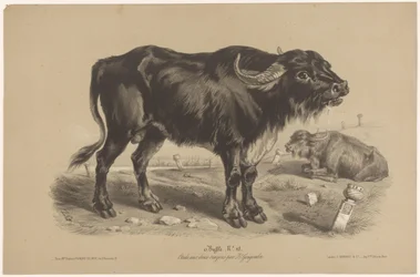 Büffel