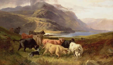Hochlandrinder mit einem Collie