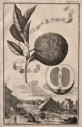 Nürnbergische Hesperides: Aranzo da Portugal, 1714