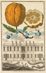 Nürnbergische Hesperides: No185 - Aranzo Striato dolce. Palazzo del N. H. Fonte in Noventa