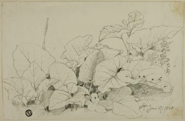Büschel von Blättern und Blumen