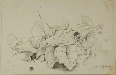 Büschel von Blättern und Blumen