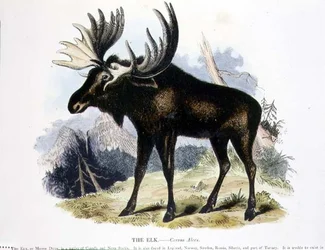 Der Elch (Cervus alces)