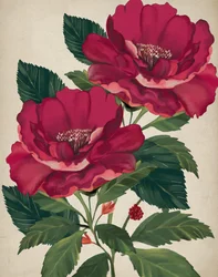 Rose der Vorsehung