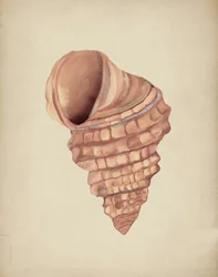 Spiralmuscheln Studie