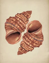 Zwei Muscheln