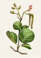 Erlen Botanische Studie