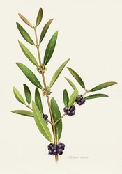 Eleganter Beerenzweig
